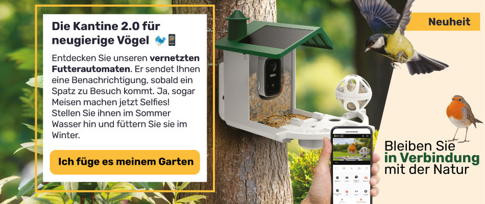 Die Kantine 2.0 fûr neugierige Vögel