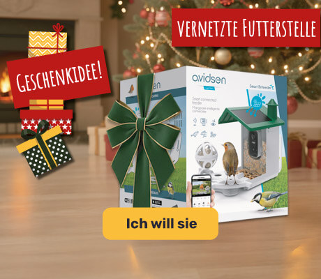 Geschenkidee: Intelligente Vogelfütterung